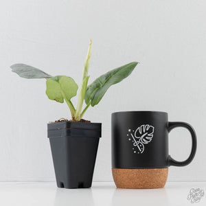 Alocasia Sintang Aurea Variegated (wk43-U130)