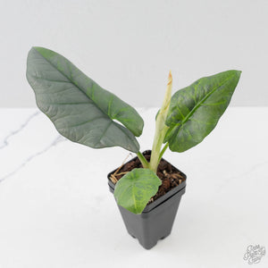 Alocasia Sintang Aurea Variegated (wk43-U130)