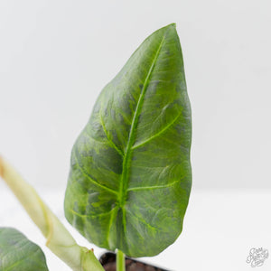 Alocasia Sintang Aurea Variegated (wk43-U130)