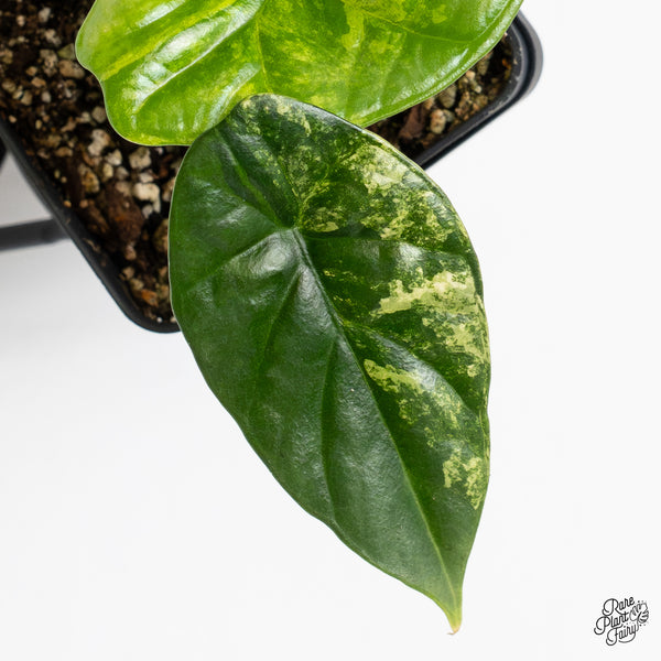 Alocasia Sinuata aurea variegated (wk1-U)