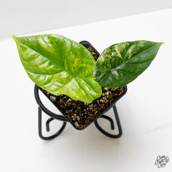 Alocasia Sinuata aurea variegated (wk1-U)