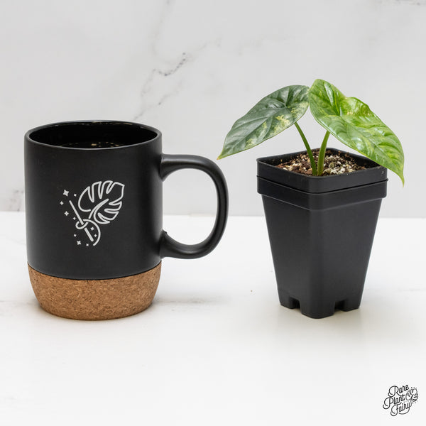 Alocasia Sinuata aurea variegated (wk1-U)