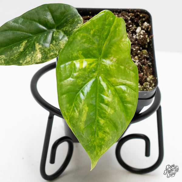 Alocasia Sinuata aurea variegated (wk1-U)