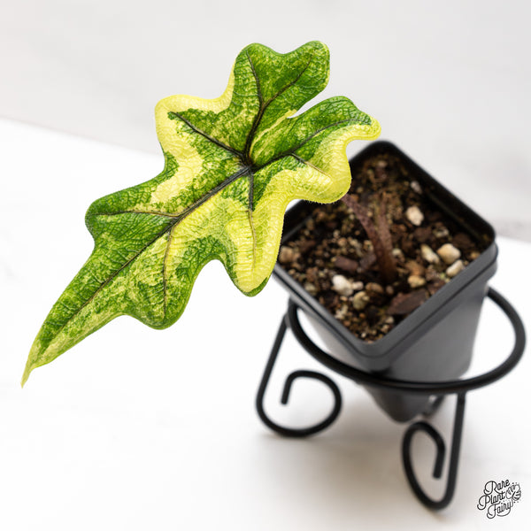 Alocasia Tandurusa Variegated (previously Alocasia 'Jacklyn' or 'Jaclyn') (wk47-H)