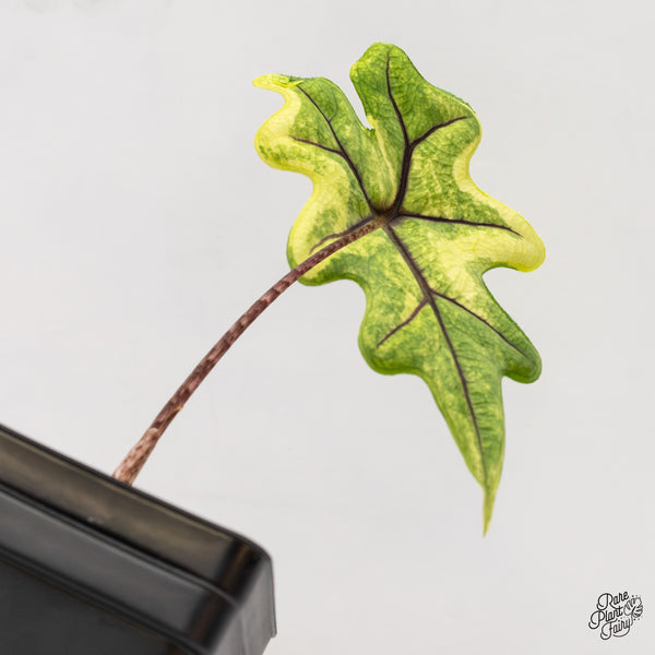 Alocasia Tandurusa Variegated (previously Alocasia 'Jacklyn' or 'Jaclyn') (wk47-H)