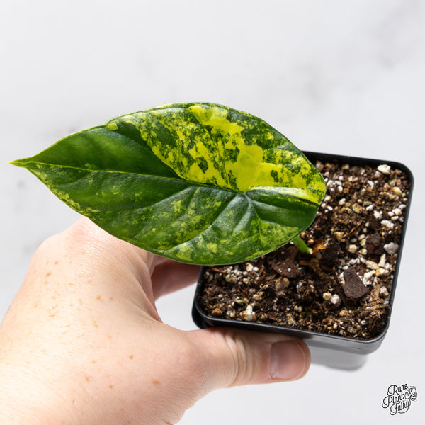 Alocasia 'Venusta' Aurea Variegated (wk45-F)