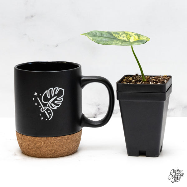 Alocasia 'Venusta' Aurea Variegated (wk45-F)