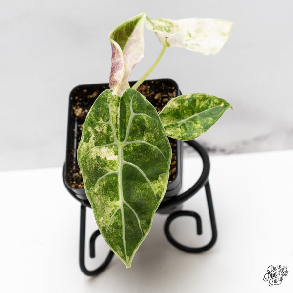 Alocasia Watsoniana Doff. Pink Variegated (wk46-AA)