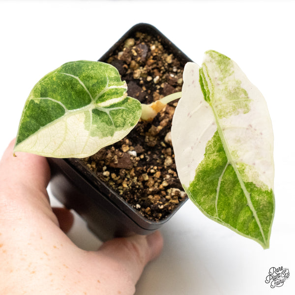 Alocasia Watsoniana Doff. Pink Variegated (wk48-S)