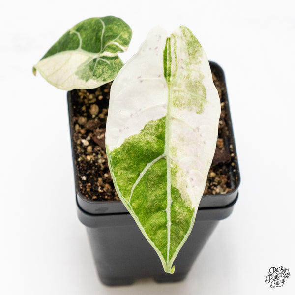 Alocasia Watsoniana Doff. Pink Variegated (wk48-S)