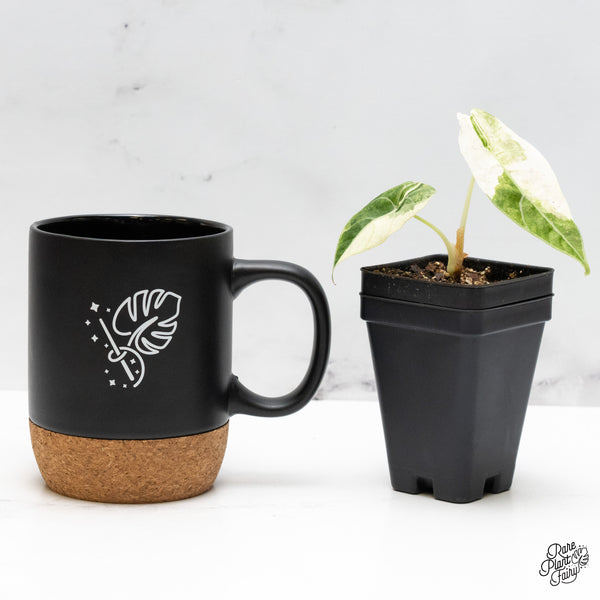 Alocasia Watsoniana Doff. Pink Variegated (wk48-S)