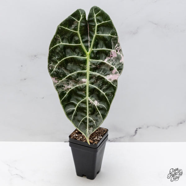 Alocasia Watsoniana Pink Variegated (wk43-F) *Corming Size*