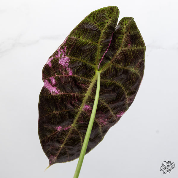 Alocasia Watsoniana Pink Variegated (wk43-F) *Corming Size*