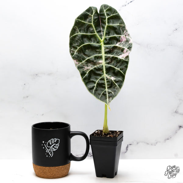 Alocasia Watsoniana Pink Variegated (wk43-F) *Corming Size*