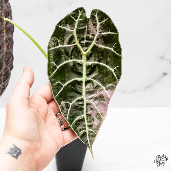 Alocasia Watsoniana Pink Variegated (wk50-UL) *Corming Size*