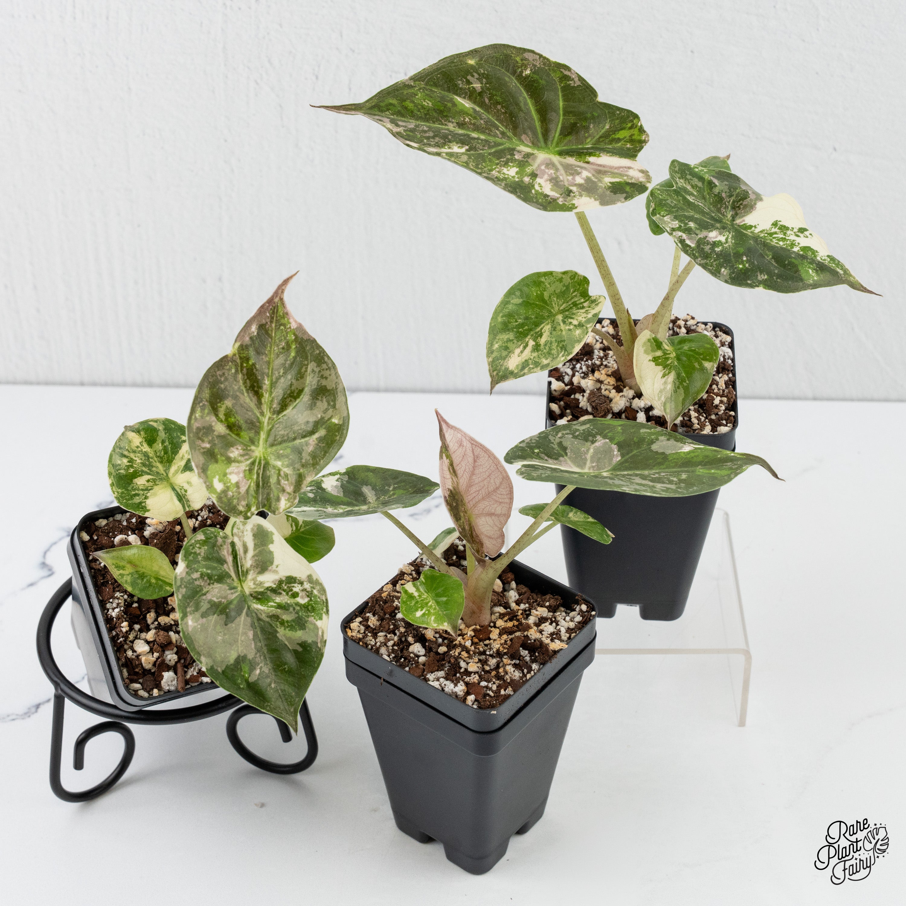 philodendron wentii Alocasia 'Uhinkii' Albo/Pink Variegated (Previously Alocasia Wentii) (