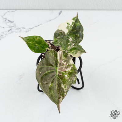 Alocasia 'Uhinkii' Albo/Pink Variegated (Previously Alocasia Wentii) *Grower's Choice*