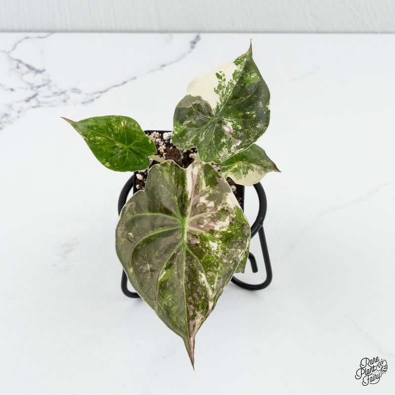 Alocasia 'Uhinkii' Albo/Pink Variegated (Previously Alocasia Wentii) *Grower's Choice*