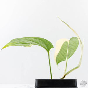 Amydrium 'Spiderman' Albo Variegated (wk26-A) *Half Moon*