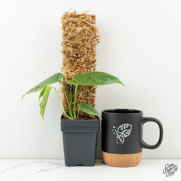 Amydrium cv. NOID (wk6-G)