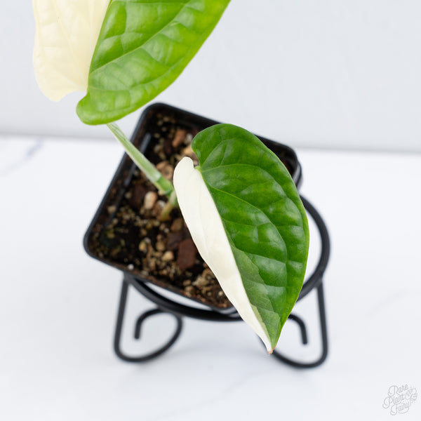 Amydrium 'Spiderman' Albo Variegated (wk10-A)