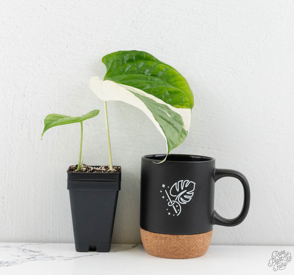 Amydrium 'Spiderman' Albo Variegated (wk11-K)