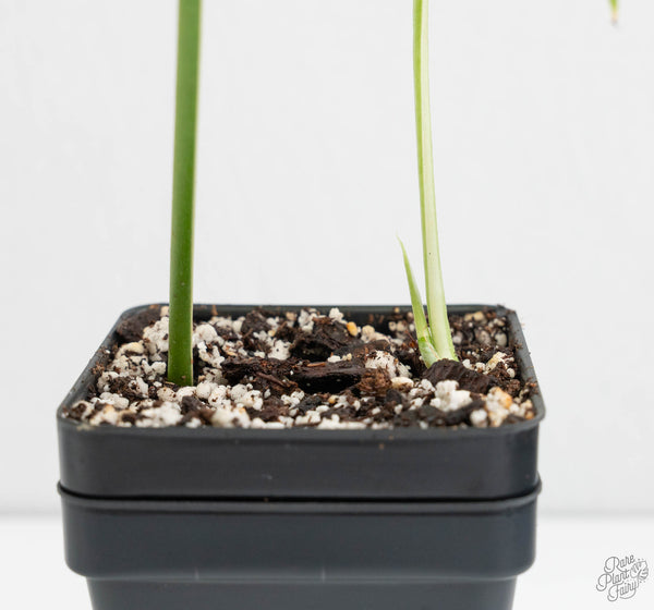 Amydrium 'Spiderman' Albo Variegated (wk11-K)