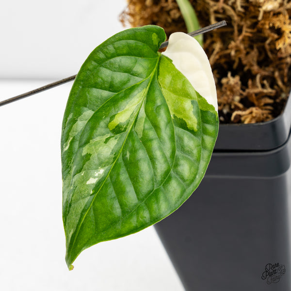 Amydrium 'Spiderman' Albo Variegated (wk43-A)