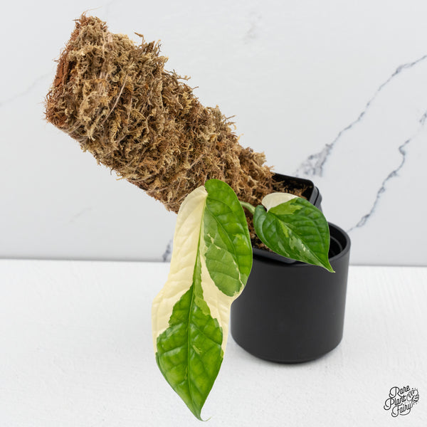 Amydrium 'Spiderman' Albo Variegated (wk43-A)