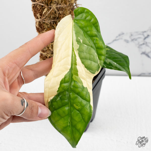 Amydrium 'Spiderman' Albo Variegated (wk43-A)