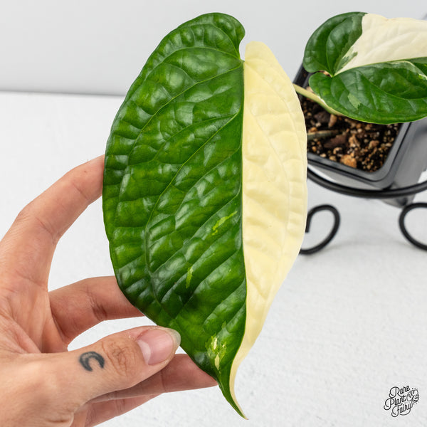 Amydrium 'Spiderman' Albo Variegated (wk46-E) *sectoral*