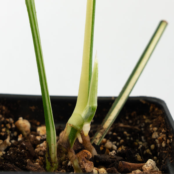 Amydrium 'Spiderman' Albo Variegated (wk46-E) *sectoral*