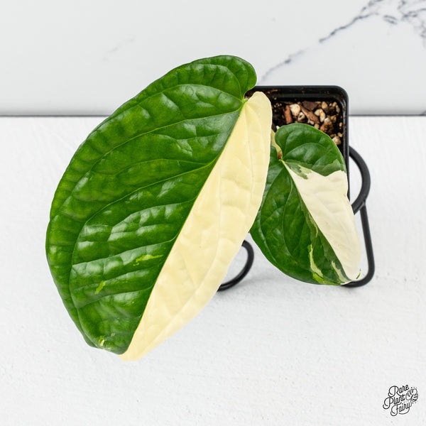 Amydrium 'Spiderman' Albo Variegated (wk46-E) *sectoral*