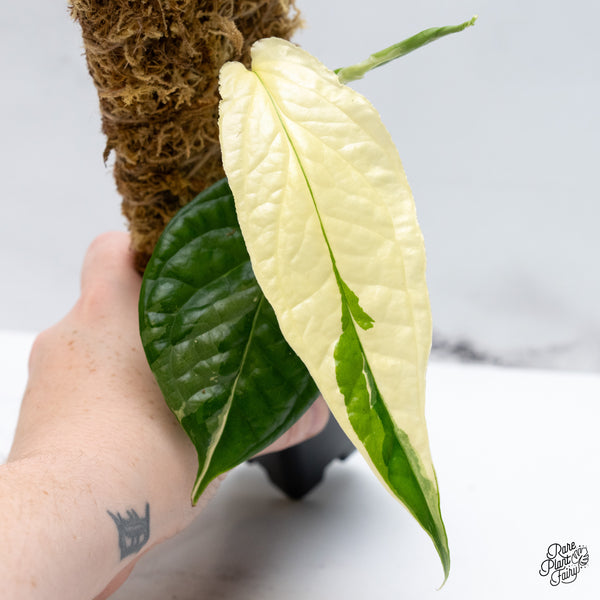 Amydrium 'Spiderman' Albo Variegated (wk49-B)