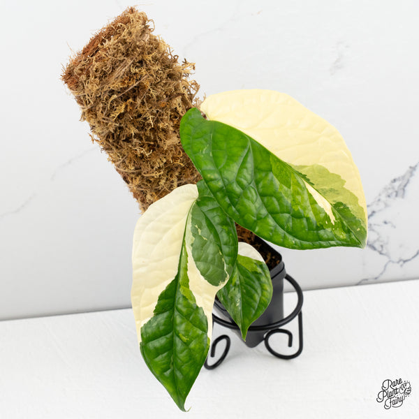 Amydrium 'Spiderman' Albo Variegated (wk52-G)