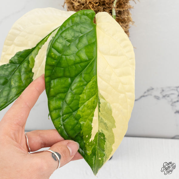 Amydrium 'Spiderman' Albo Variegated (wk52-G)