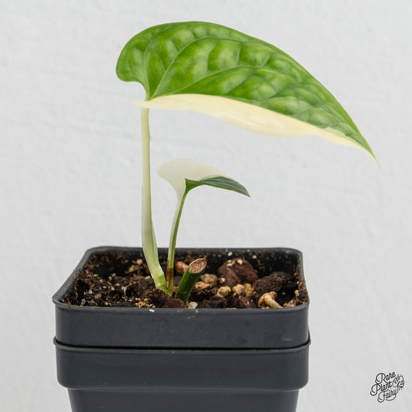 Amydrium 'Spiderman' Albo Variegated (wk1-F)