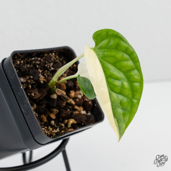 Amydrium 'Spiderman' Albo Variegated (wk1-F)