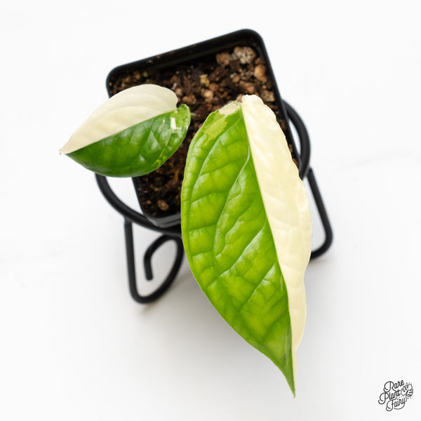 Amydrium 'Spiderman' Albo Variegated (wk5-E)