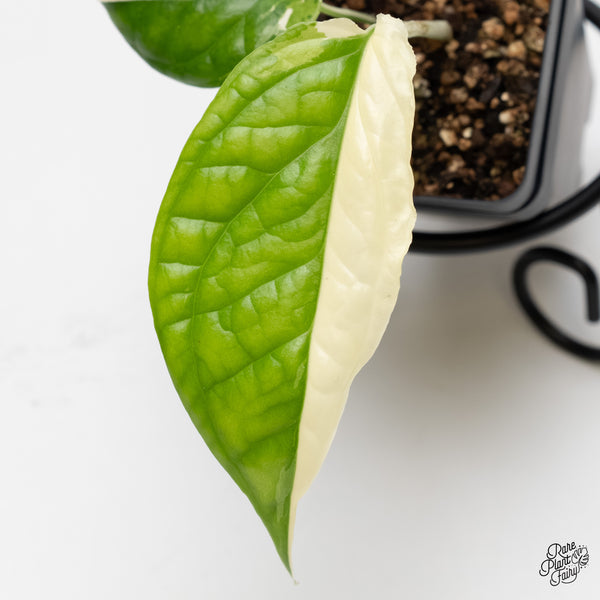 Amydrium 'Spiderman' Albo Variegated (wk5-E)