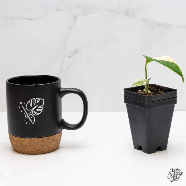 Amydrium 'Spiderman' Albo Variegated (wk5-F)