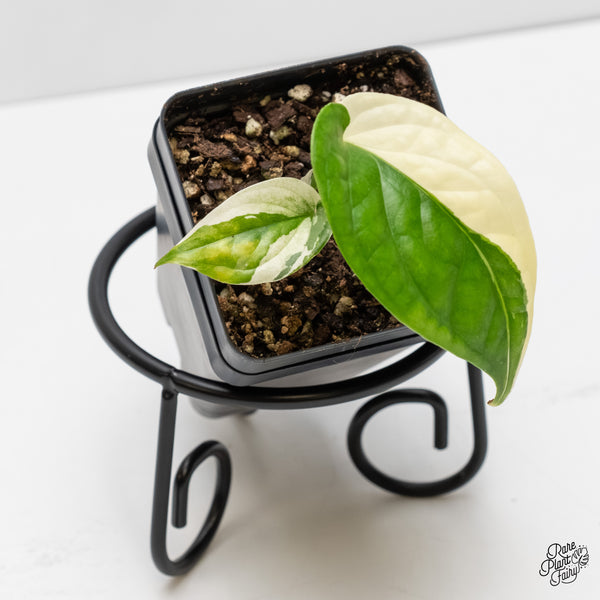 Amydrium 'Spiderman' Albo Variegated (wk5-F)