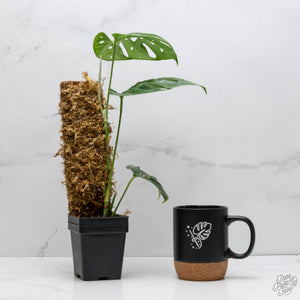 Amydrium cv. NOID (wk10-K)