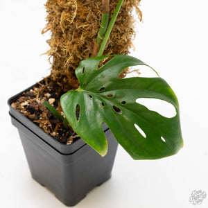 Amydrium cv. NOID (wk10-K)