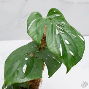 Amydrium cv. NOID (wk10-K)