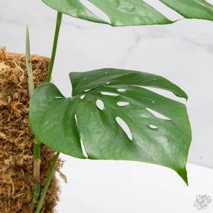 Amydrium cv. NOID (wk10-K)