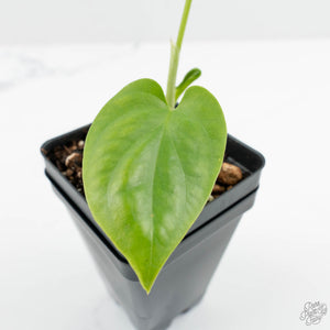 Amydrium cv. NOID (wk15-J)