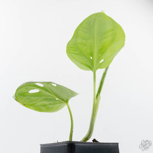 Amydrium cv. NOID (wk20-G)