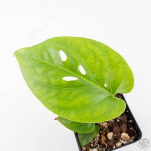 Amydrium cv. NOID (wk21-F)