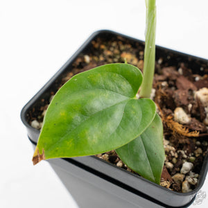 Amydrium cv. NOID (wk21-F)